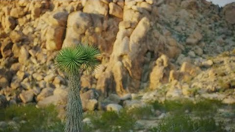 Joshua Trees Stock Video