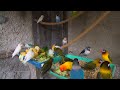 Lovebirds Meal Time - Sunday, June 6th 2021 - Three Young Lovebird Olive Learn to Feed Themself