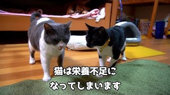 猫飼い主ng行動 Youtube 猫飼い主ng行動 Youtube