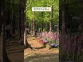 꽃구경 하기 좋은 데이트 장소 추천🌷 일산호수공원 #꽃 #꽃구경 #데이트 #데이트코스추천 #일산 #일산호수공원 #고양국제꽃박람회