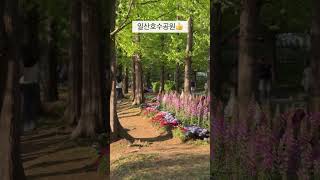 꽃구경 하기 좋은 데이트 장소 추천🌷 일산호수공원 #꽃 #꽃구경 #데이트 #데이트코스추천 #일산 #일산호수공원 #고양국제꽃박람회