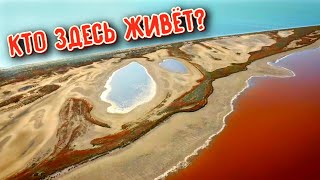 Уникальное Место Между Морем И Очень Соленым Озером И Его Обитатели