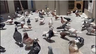 Beautiful Pigeon Birds |KabOotar He KabOotar |Famous Pigeon #youtube #viralvideo