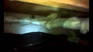 Seattle Insulation