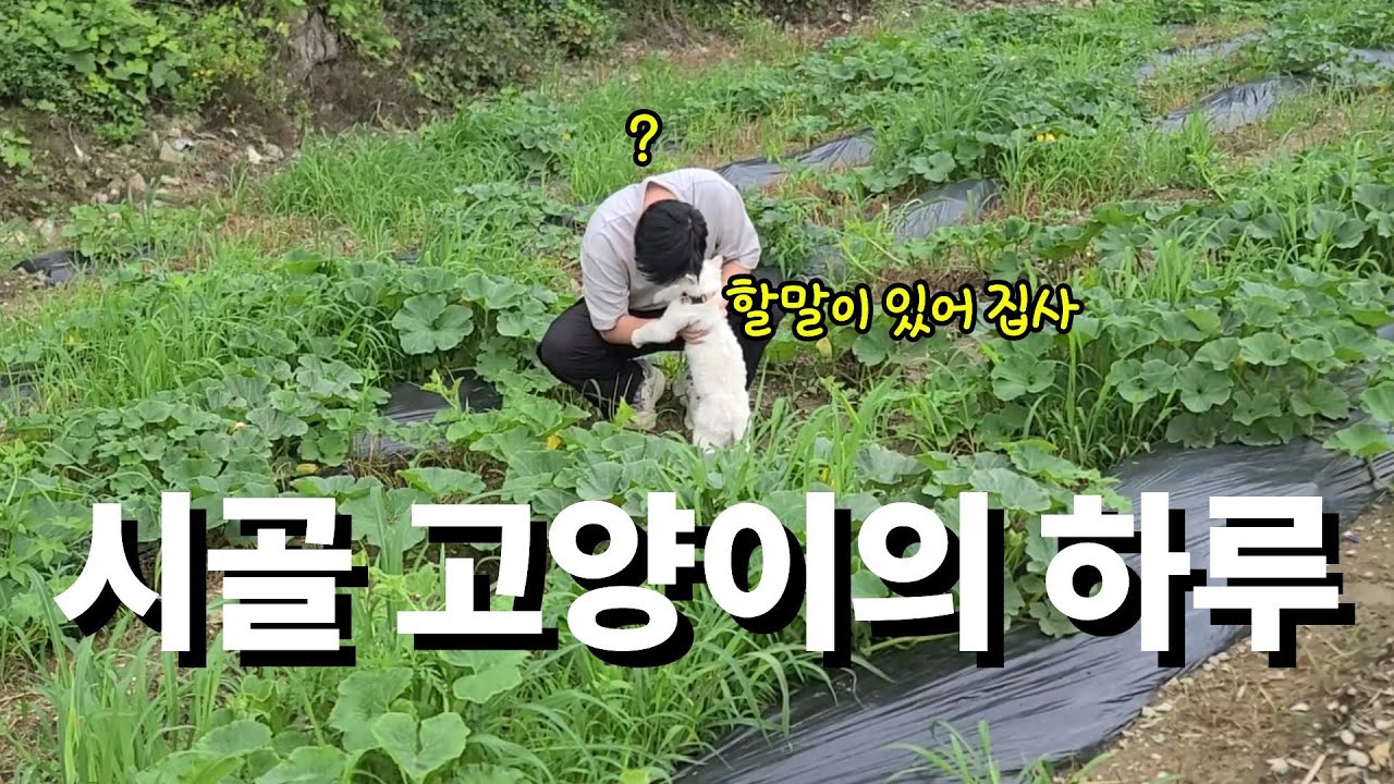 빗소리 가득한 처마 밑, 시골 고양이의 평화로운 하루 (ASMR)