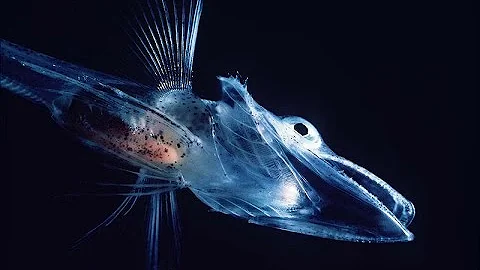 Facts: The Icefish