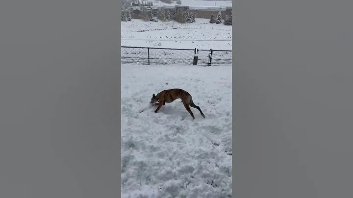Whippet sees snow for the first time