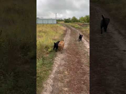 Васька чужое не трогает на огородах😂 #hunting #fishing #рыбалка #лесной #лабрадор #кабан #nature