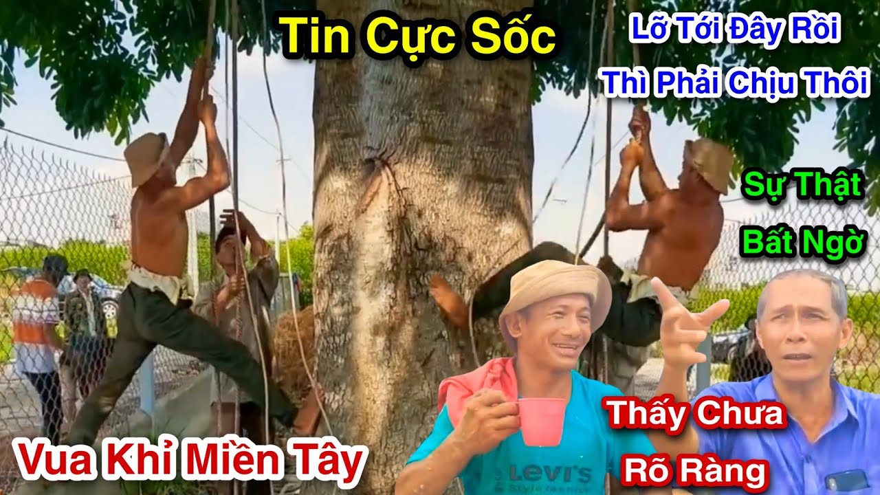 Tin Chấn Động Vua Khỉ Hoang Mang Bị Chủ Kêu Cưa Cây Mà Chê Sự Thật Như Thế Nào Cưa Xà Cừ