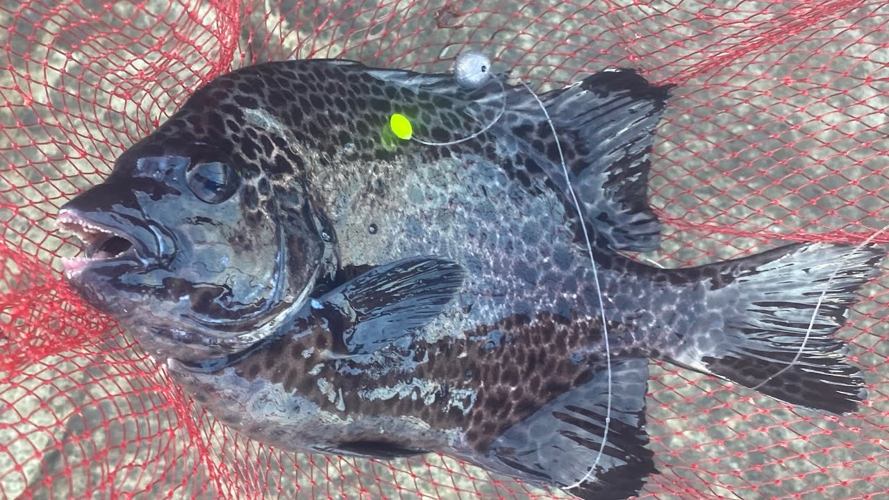 石鯛を狙って徳島県牟岐町の津島磯へ】 - YouTube