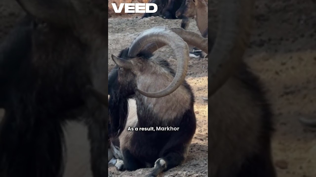 Conservation impact of trophy hunting ibex markhor