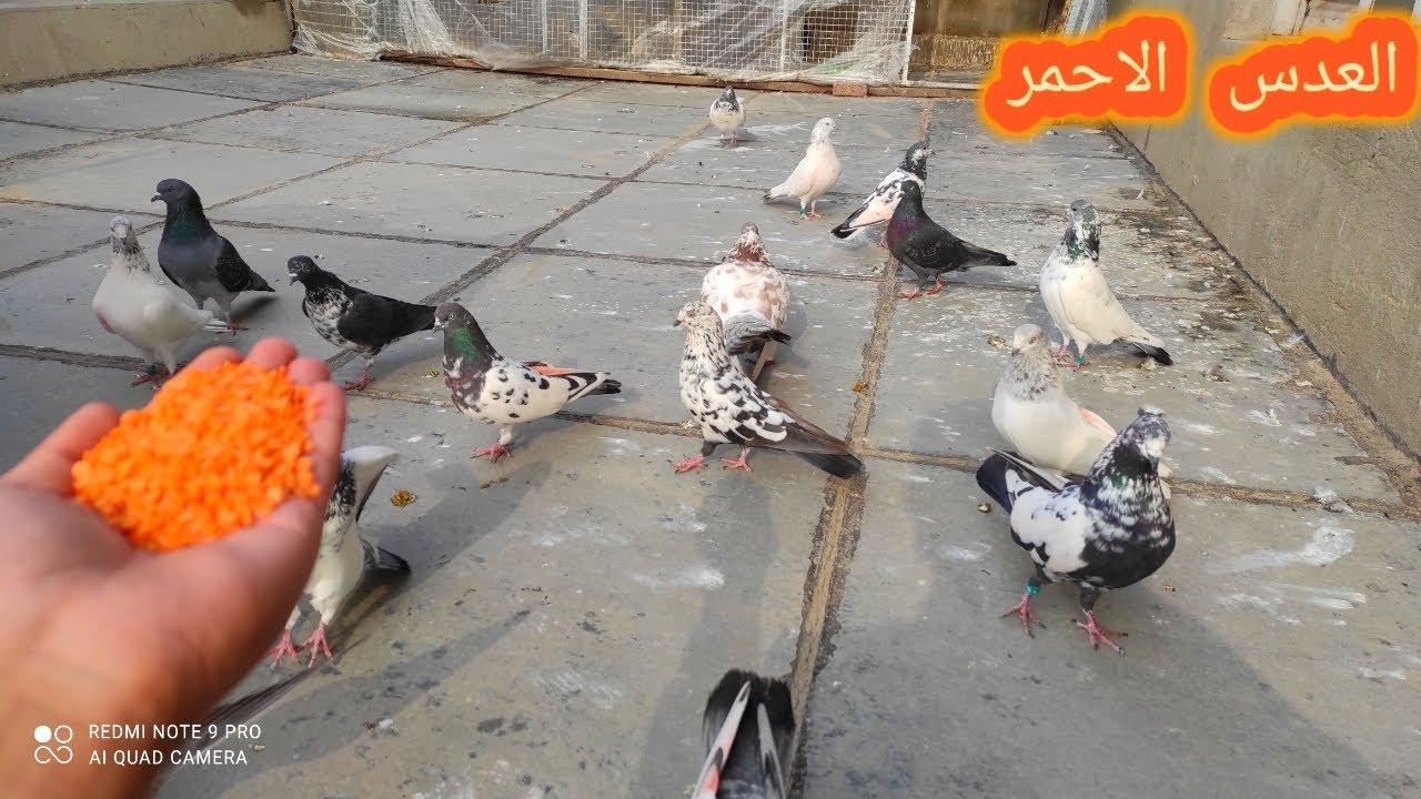 فوائد العدس للطير+الجو ضباب كثيف