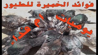 فوائد الخميرة للطيور 