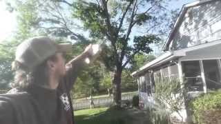 Will Roundup kill my trees?