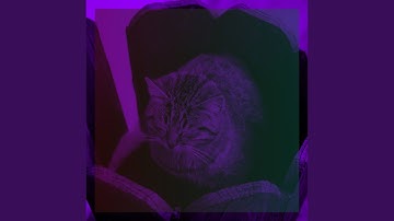 Wondrous Moods for Lazy Cat Days