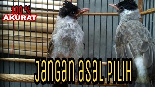 CARA MEMILIH BURUNG KUTILANG JANTAN DI LIHAT DARI BENTUK TUBUH