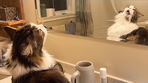 🔉Luna Cat Summons From the Bathroom 😲 Meow