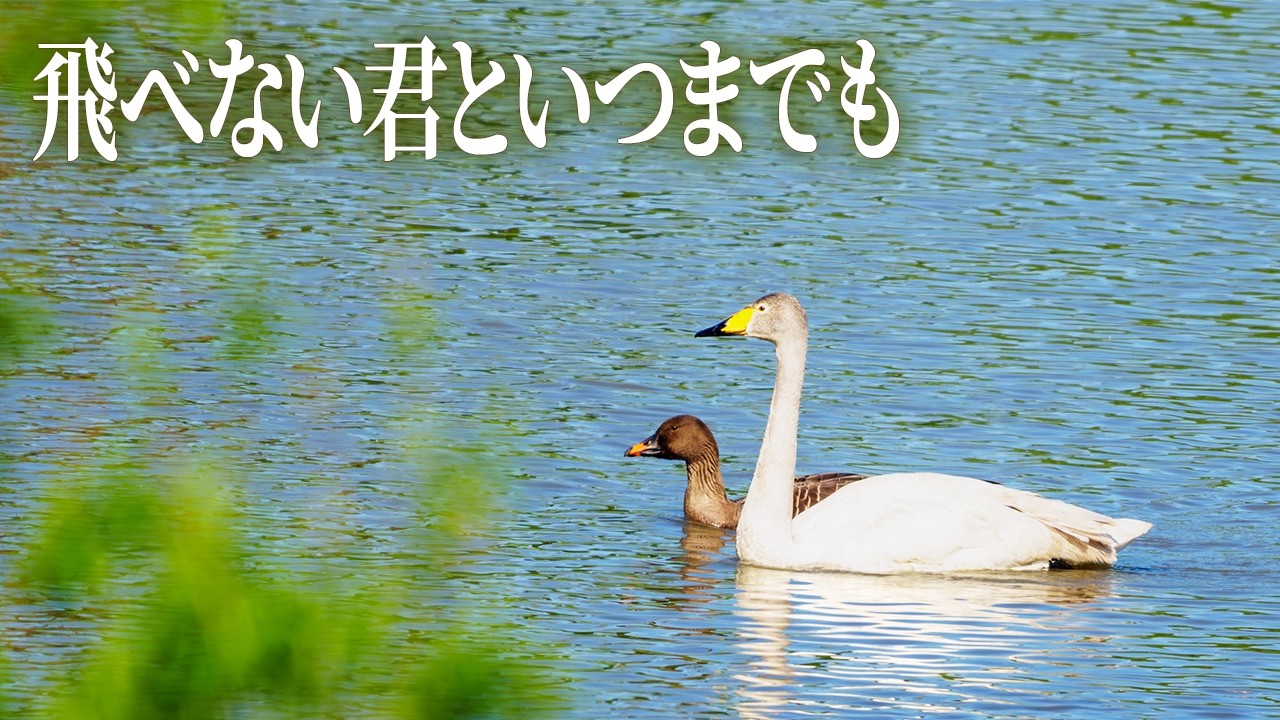【中古】 ハクチョウ物語 A swan with a broken wing unable to return to Russia and a