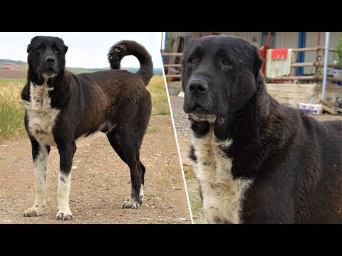 BU KÖPEĞİN IRKINI BİLEN VARMI ? ( ALABAY DEĞİL ! ) AZ BİLİNEN MİLLİ KÖPEK IRKIMIZ DEV HAYMANA KARASI