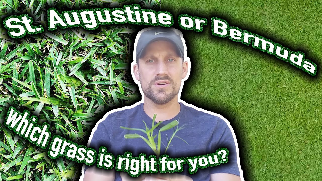 Bermudagrass Vs St Augustine Grass Which Warm Season Turf Is Right For Your Lawn Youtube