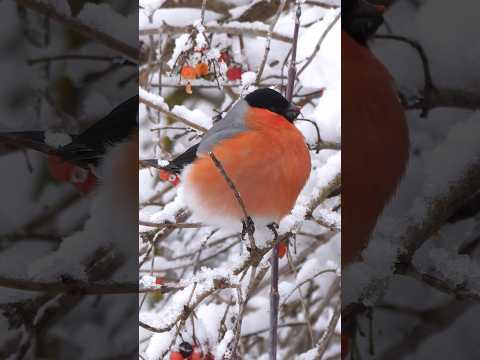 Видео: Bullfinch in all it's glory #nature #birds #wildlife