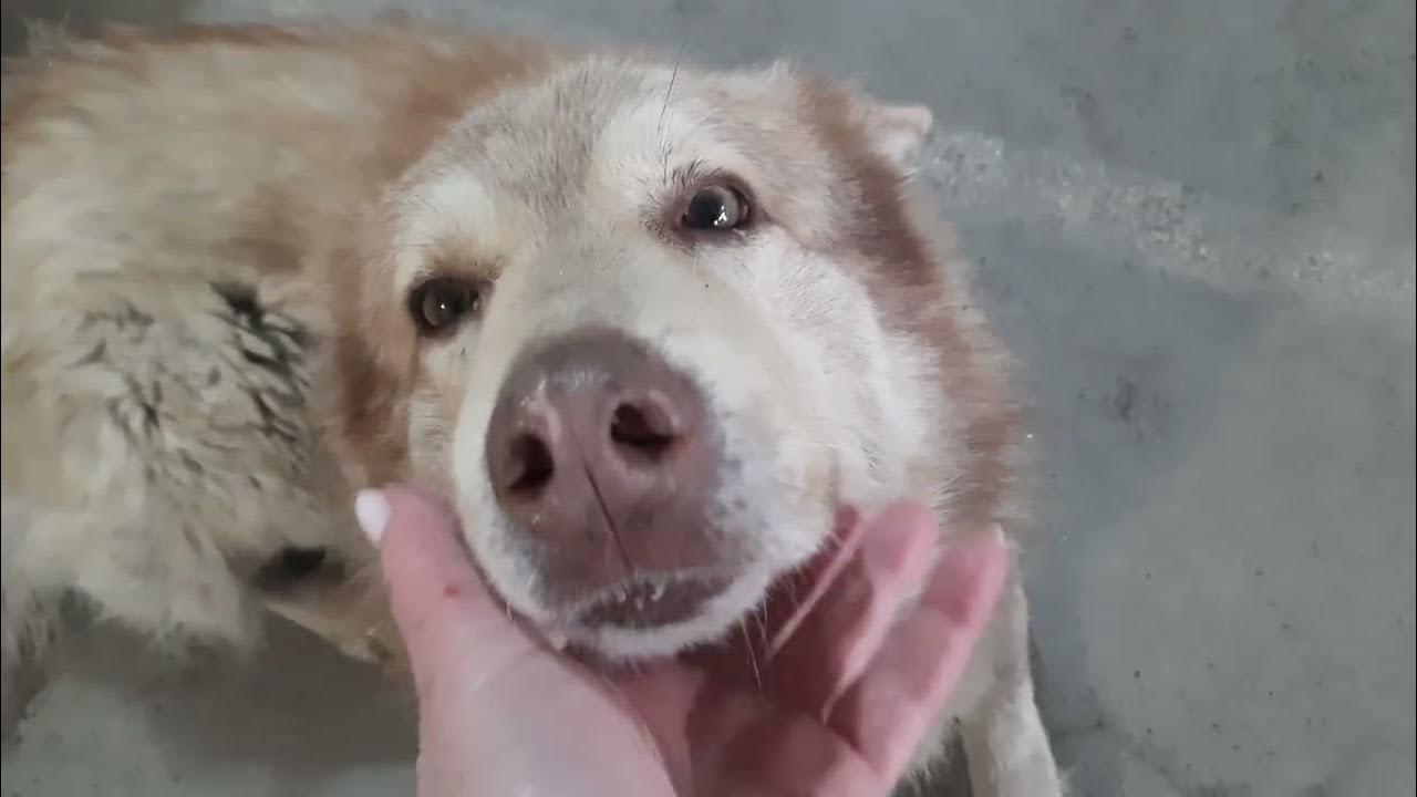 добряк - YouTube