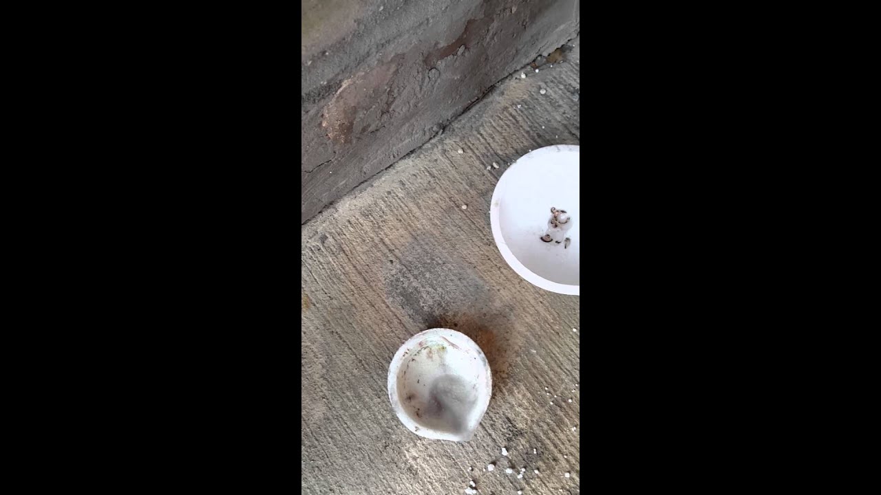 melting gold with a propane torch YouTube
