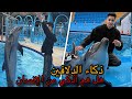 لن تصدق دولفين بيسمع الكلام وبيفهم اكثر من البشر لن تصدق دولفين بيسمع الكلام وبيفهم اكثر من البشر