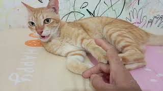 Kumiko Langsung Berdiri Saat Dibilangi Makan funnyanimal kucing Lucu