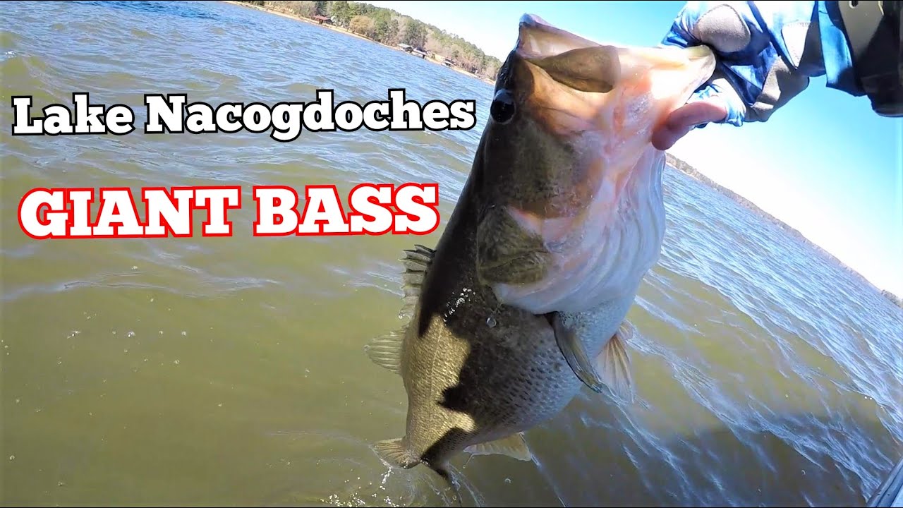 Lake Nacogdoches Tournament Prefishing (Big Bass!)