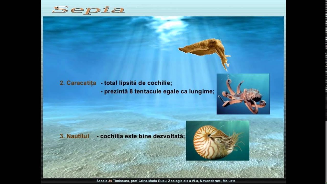 Locomotia laanimale ppt