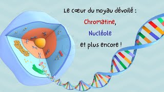 Vidéo 3 Noyau Cellulaire Le Nucléoplasme Chromatine, Chromosomes, Nucléole Et L Nucléaire.