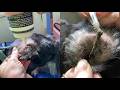 Removing a Massive Hair Buildup From a Dog’s Ear