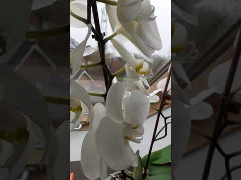 Video: Orchidėjų ligos ir gydymas: sužinokite apie įprastų orchidėjų ligų gydymą