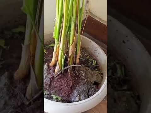 Video: Scaparea furnicilor din plantele în ghivece - Cum să țineți furnicile departe de plantele de apartament