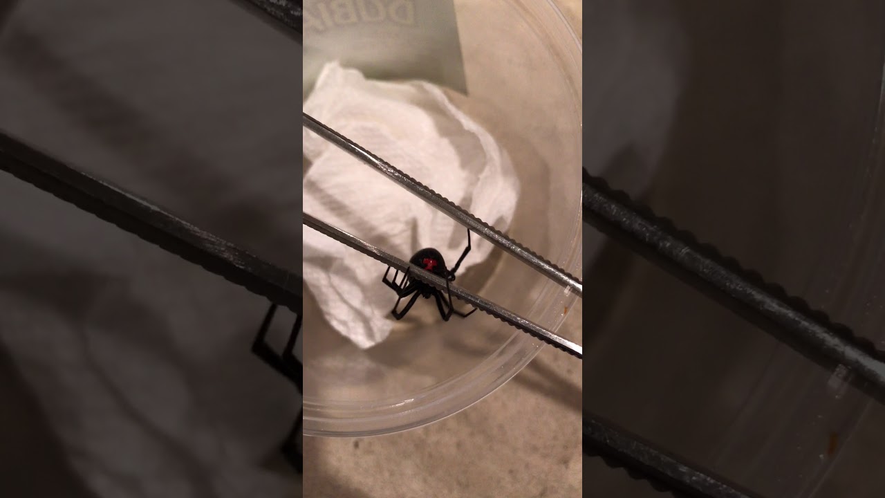 friendly pet Black Widow Spider YouTube