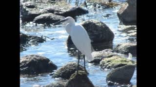 I'm still not over you- Richard Carpenter