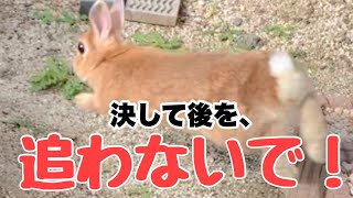 走るうさぎの後を追ってはいけない理由 No.1299