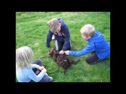 Video: Sosialisering Av Valpen Eller Hunden Din