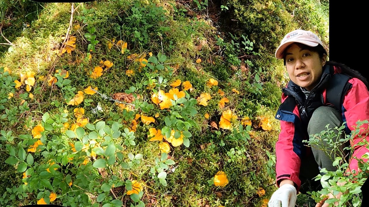 หมานแล้วจ้ามาเจอเห็ดมันปูสวยๆกรอบๆงานนี้ตื่นเต้นอีกแล้วจ้า12.08.25