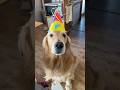 （昨年12月のことですが）かーちゃんのお誕生日を祝うライライ😆 #ゴールデンレトリバー #雷 #犬のいる暮らし