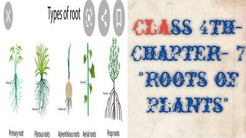 Class IV- EVS- Chapter -7 "Roots of Plants"- solution of ex