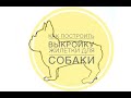 Как построить выкройку жилетки для собаки