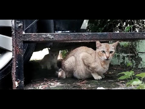 Mummycat's big belly is ready to pop (Maternity Footage)