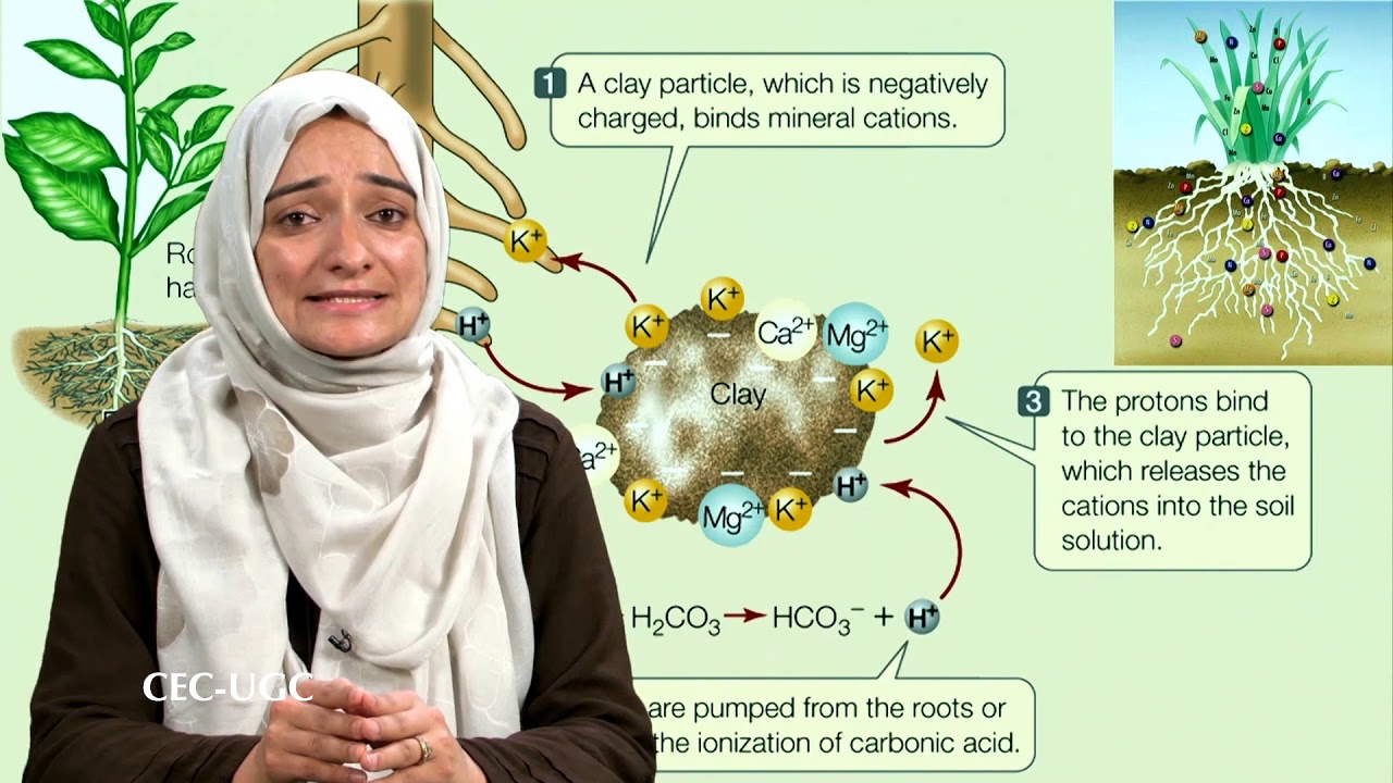 Soil As A Nutrient Reservoir And Transport of Ions Across Cell Membrane (Passive Absorption)