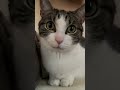 Meine Kater ist so cute ❤️
