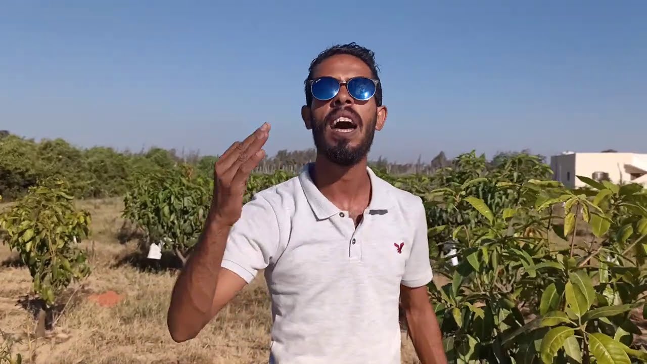 كوارث أهمال التقليم في مزرعة مانجو كيت عمر 3 سنوات و سنتين | mango