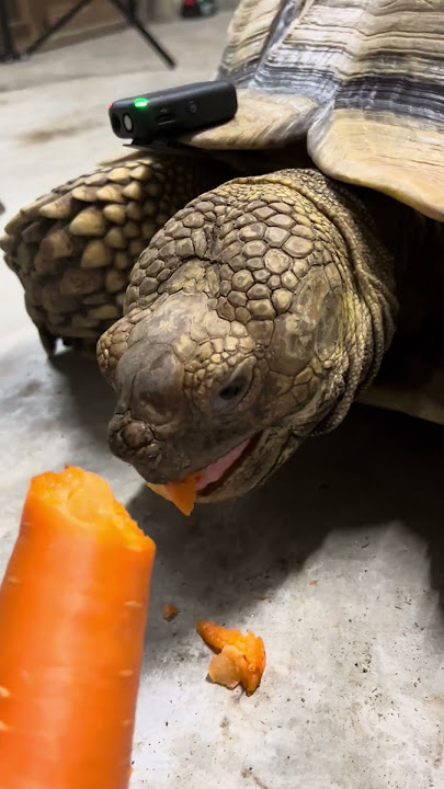 faberet sulcata carrot