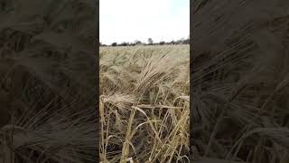 Barley/ Farmer/ Field / Green/ Beauty / Agriculture