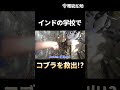 インドの学校で猛毒ヘビ インドコブラを救出せよ!? #Shorts
